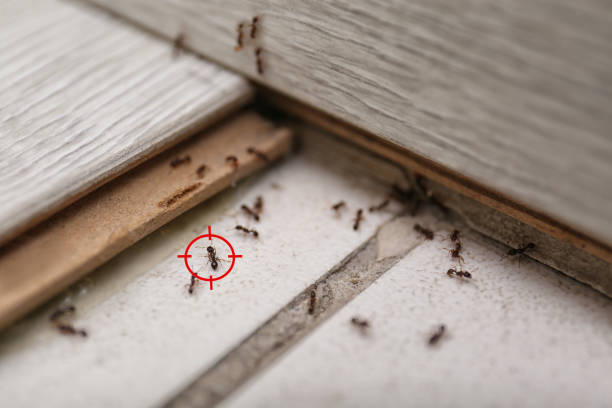 Best Affordable Pest Control Services  in Seyur, MO