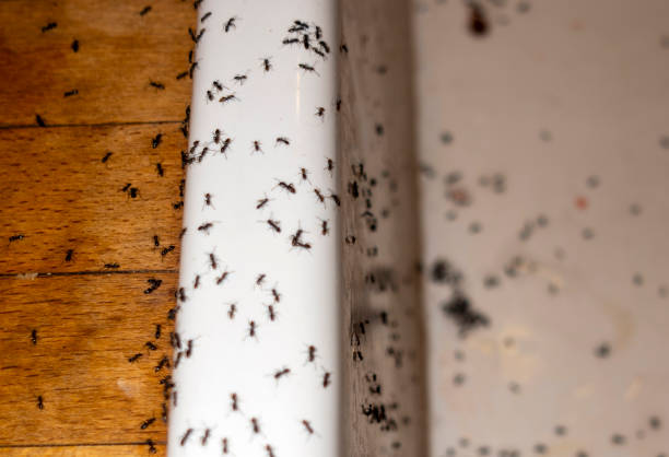 Best Best Pest Control Companies  in Seyur, MO