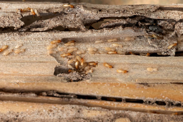 Best Pest Control Near Me  in Seyur, MO